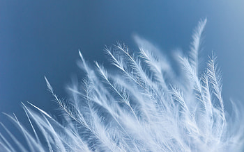 White feathers, close up HD wallpaper