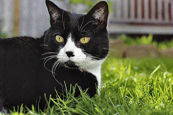 Millie - Cat F, animal, wide screen, graphy, cat, beautiful, feline, pet HD wallpaper