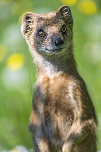 Animals, Brown, Wildlife, Beast, Mongoose HD phone wallpaper