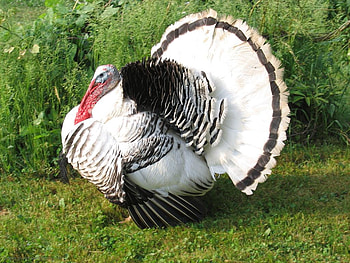 Turkey, animal, grass, bird HD wallpaper