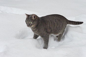 Where is a white mouse ?, winter, snow, grey tiger, cat, nice HD wallpaper