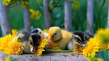 Daffy Duck HD wallpaper
