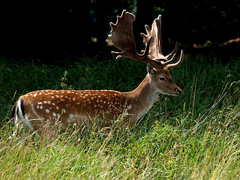 Red-deer, animal, deer, red, cute, grass HD wallpaper