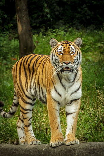 A majestic tiger stands alert in a lush green forest, showcasing its powerful presence. HD phone wallpaper