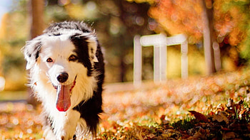 Cute dog, dog, cute, pet, animals HD wallpaper