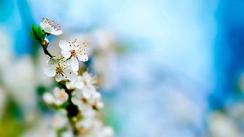 Plant, Macro, Blur, Smooth, Bloom, Flowering HD wallpaper