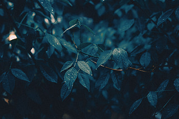 Leaves, Rain, Drops, Macro, Wet, Branches HD wallpaper