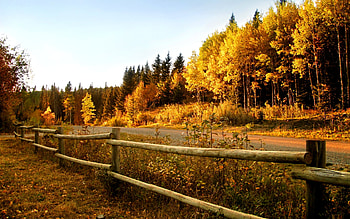 AUTUMN ROAD, autumn, road, forest, fence HD wallpaper