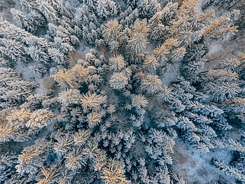 Aerial view, pine trees, forest, snowfall, winter HD wallpaper