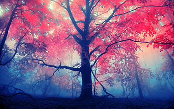 red forest, wall, red wood, wood HD wallpaper