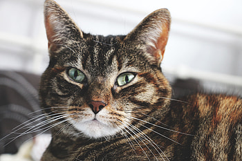Animals, Cat, Muzzle, Striped, Home, Domestic HD wallpaper