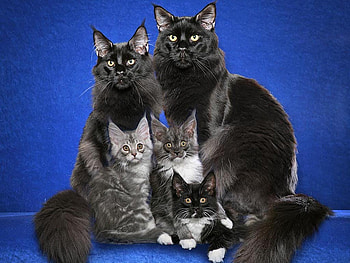 Maine coon family, animal, kitten, cute, cat, breed, maine coon HD wallpaper