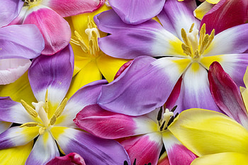 Tulips, tulip, skin, spring, purple, pink, yellow, flower, texture, lalele, lalea HD wallpaper