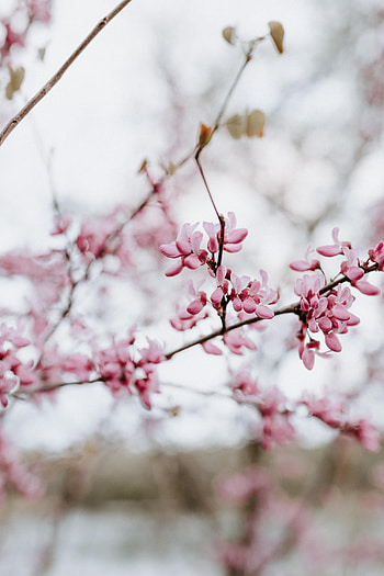 Flowers, Pink, Flower, Bloom, Flowering, Branch, Spring HD phone wallpaper