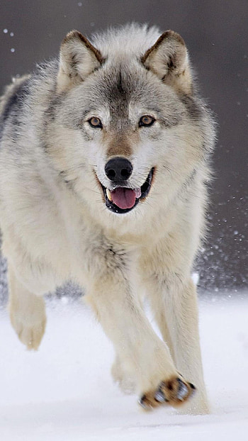 Wolf, Running Wolf HD phone wallpaper