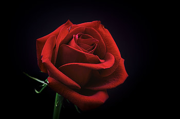 Flowers, Rose Flower, Rose, Petals, Bud, Black Background HD wallpaper
