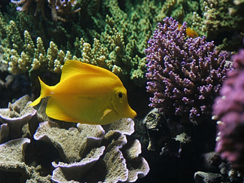 TROPICAL FISH, FISH, YELLOW, TROPICAL HD wallpaper