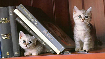 kittens, books, cute, library, little HD wallpaper