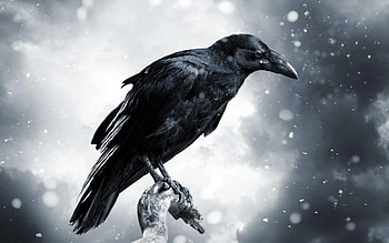 Crow , Crow backgrounds HD wallpaper