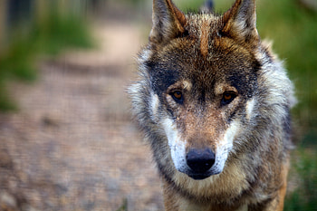 Animals, Dog, Predator, Sadness, Wolf, Sorrow HD wallpaper