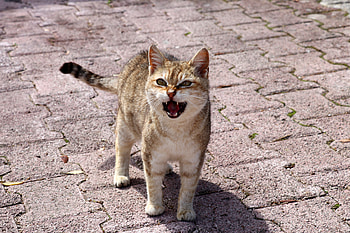 Animals, Cat, Discontent, Dissatisfaction, Disturbance, Indignation HD wallpaper