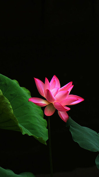 Mobile Lotus Flower Full HD phone wallpaper