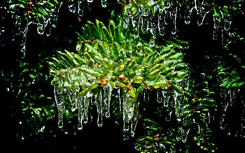 Botany, Biology HD wallpaper