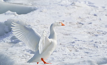 A snow goose stands gracefully on snowy terrain, wings spread wide. HD wallpaper