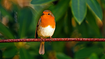 Robin bird, , Ultra resolution, Red plumage HD wallpaper