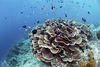Nature, Water, Fishes, Coral, Reefs HD wallpaper