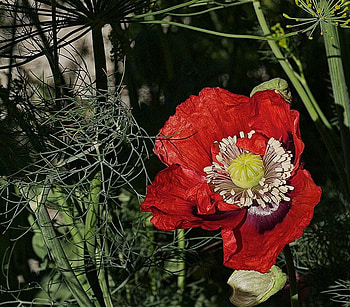 poppy in the dill, nature, flowers, poppy, red HD wallpaper