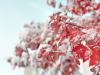 Leaves, Snow, Macro, Branch HD wallpaper