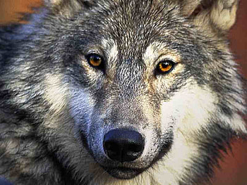 wolf, dogs, jack and rufus, mama7mia HD wallpaper