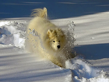 Snowplow, dog, sweet, animal, white, fun, cute, playing, snow, funny, adorable, joy HD wallpaper