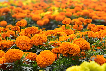 A vivid display of marigold flowers in full bloom, capturing the essence of spring in a bright orange field. HD wallpaper