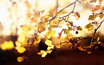 Leaves, beautiful, nature, amazing HD wallpaper