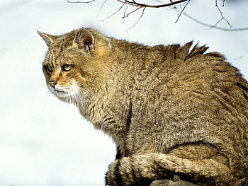 Animals, Cat, Fluffy, Big, Large, Wild HD wallpaper