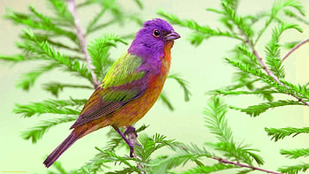 Bird, purple, pink, green, pasare HD wallpaper