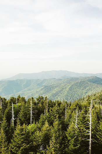 Nature, Sky, Mountains, Spruce, Fir, Hills, Dahl, Distance HD phone wallpaper