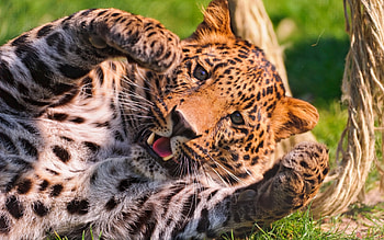 Animals, Leopards HD wallpaper