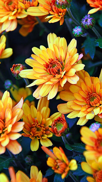 Autumn yellow flowers, Chrysanthemum , Vibrant backdrop, Floral beauty HD phone wallpaper