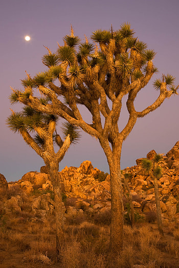 Joshua Tree National Park, Desert landscapes, Majestic rock formations, Natural beauty HD phone wallpaper