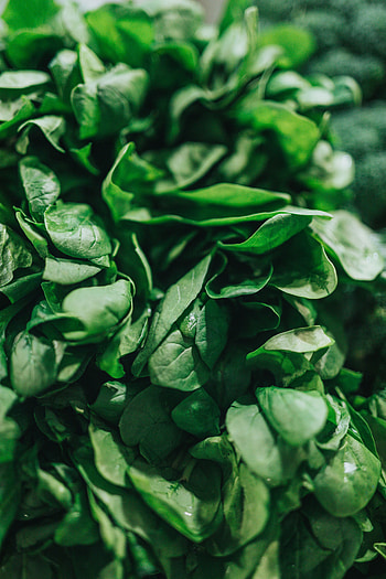 Leaves, Macro, Spinach HD phone wallpaper