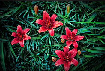 Red flowers, flowers, red HD wallpaper