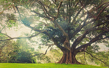 Ancient tree , Ancient tree backgrounds HD wallpaper