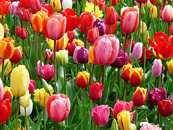 Colourful Tulips!, colourful, nature, flowers, tulips HD wallpaper