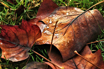Autumn Leaves, Leaf, Nature, Autumn, pretty HD wallpaper