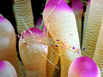Amazing Sea Animal, sea, animal, , cool, amazing HD wallpaper