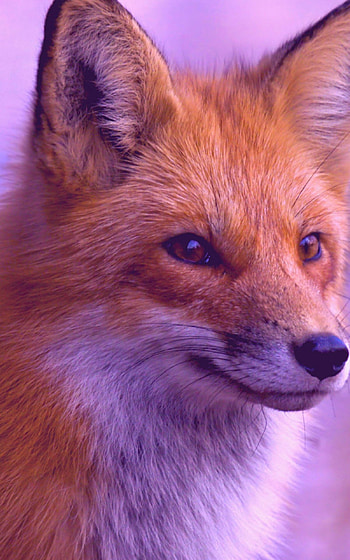 Fox, High quality, resolution, Mobile tablet HD phone wallpaper