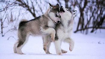 Husky puppy , Sweet innocence, Top quality, Beautiful backgrounds HD wallpaper